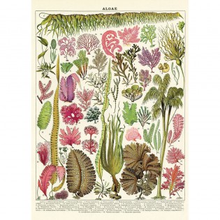 Affiche pédagogique algues - Cavallini & Co 2