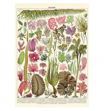 Affiche pédagogique algues - Cavallini & Co