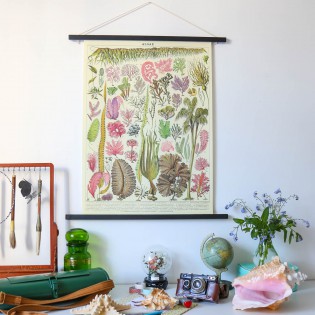 Affiche pédagogique algues - Cavallini & Co