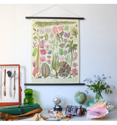 Affiche pédagogique algues - Cavallini & Co