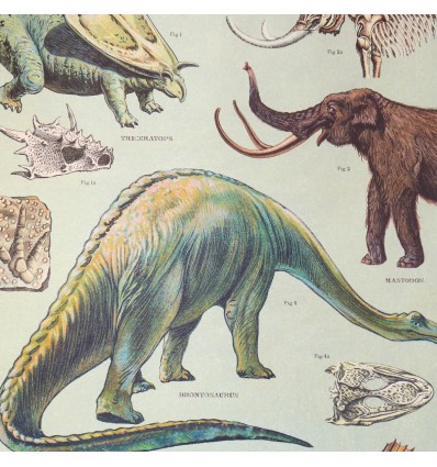 Affiche pédagogique dinosaures - Cavallini & Co