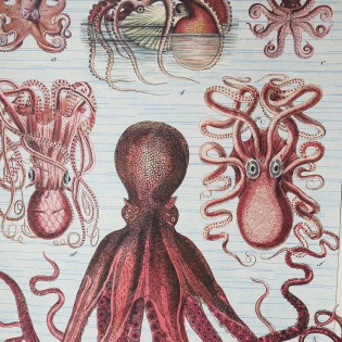 Affiche pédagogique octopus - Cavallini & Co 2