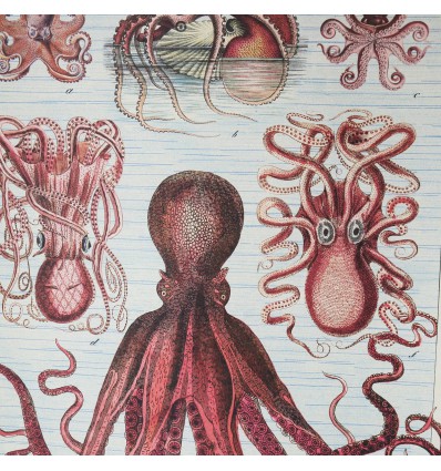 Affiche pédagogique octopus - Cavallini & Co