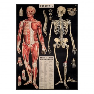Affiche Anatomie - Cavallini