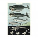 Affiche baleines - Cavallini & Co