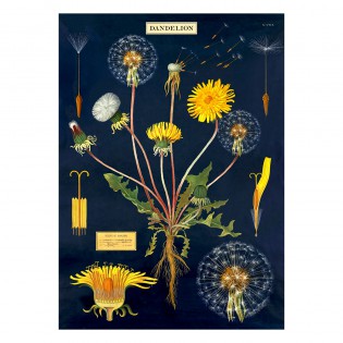 Affiche pédagogique Dandelion pissenlit - Cavallini & Co 2