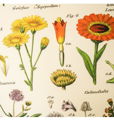 Affiche fleurs Spécimens sauvages - Cavallini & Co
