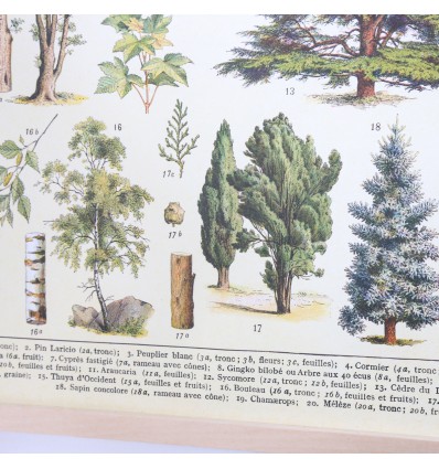 Affiche arbres de la forêt rétro - Cavallini