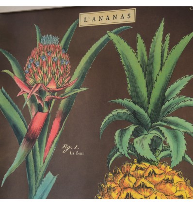 Affiche rétro ananas - Cavallini
