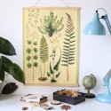 Affiche pédagogique fougères - Cavallini