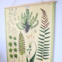 Affiche pédagogique fougères - Cavallini