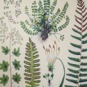 Affiche pédagogique fougères - Cavallini