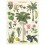 Affiche pédagogique plantes tropicales - Cavallini