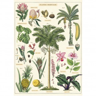 Affiche pédagogique plantes tropicales - Cavallini