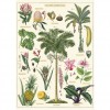 Affiche pédagogique plantes tropicales - Cavallini