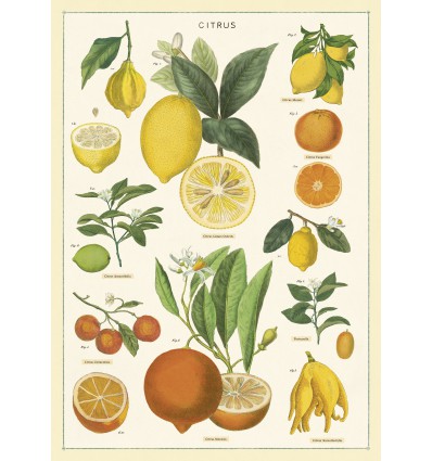 Affiche Citrons - Cavallini & Co