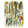 Affiche pédagogique Plumes - Cavallini & Co