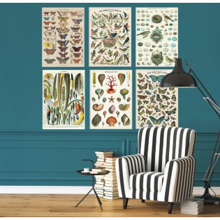 Affiche pédagogique Plumes - Cavallini & Co 2