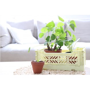 Mini caisse AY-KASA lime cream