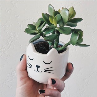 Mini pot pour plante chat - Sass & Belle 2