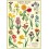 Affiche Bulbes du Jardin - Cavallini & Co