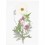 Fleurs pressées Blanc Violet - Rico Design