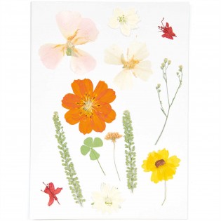 Fleurs pressées Nature Orange - Rico Design