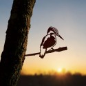 Martin Pêcheur en métal - Métalbird
