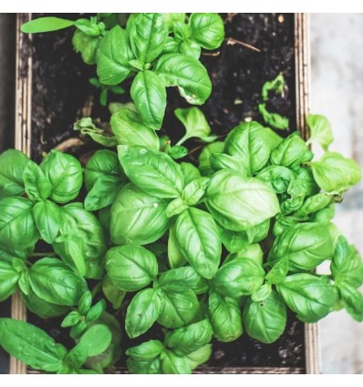 Graines à planter "Bonne fête Papa" - La Fabrique à Sachets