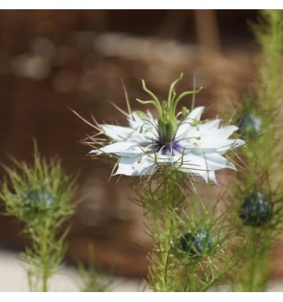 Graines à planter "Happy You" - La Fabrique à Sachets