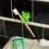 Porte brosse à dents Grenouille