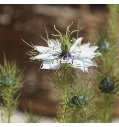 Graines à planter "Mon coeur Mon Amour" - La Fabrique à Sachets