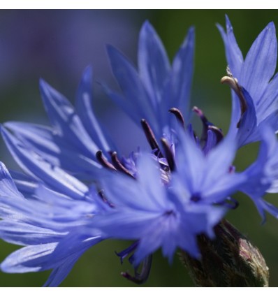 Graines à planter "Amour, gloire et bleuets" - La Fabrique à Sachets