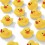 Petit canard jaune