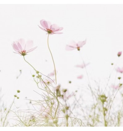 Graines à planter "Bisous fleuris" - La Fabrique à Sachets