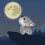 Eugy puzzle Loup 3D en carton