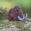 Eugy puzzle Mammouth 3D en carton