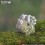 Eugy puzzle Triceratops 3D en carton