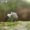 Eugy puzzle Triceratops 3D en carton