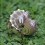 Eugy puzzle Triceratops 3D en carton
