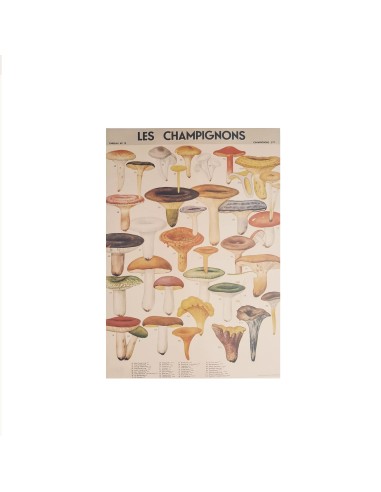 Affiche Champignons Rétro - Cavallini & Co