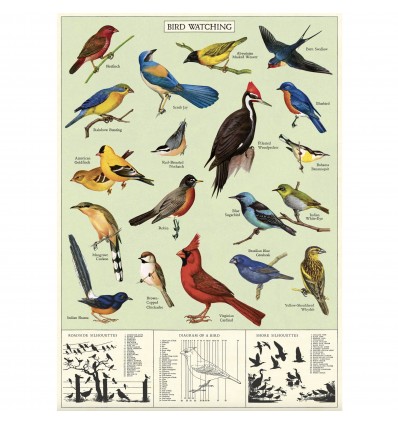 Affiche Oiseaux Cardinal - Cavallini & Co