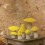 Champignon Morille en feutre, Fleur de Soufre - Muskhane