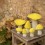 Champignon Morille en feutre, Fleur de Soufre - Muskhane