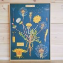 Affiche pédagogique Dandelion pissenlit - Cavallini & Co