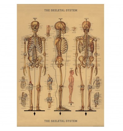 Affiche Squelette - Cavallini