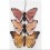Papillon décoratif à cliper Orange - Rico Design