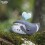 Eugy puzzle Baleine Boréale 3D en carton