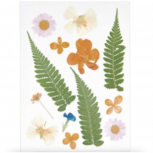 Fleurs pressées Fougères Mix Orange - Rico Design