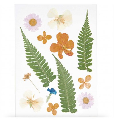 Fleurs pressées Fougères Mix Orange - Rico Design